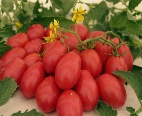 Правильно подкармливаем томаты йодом